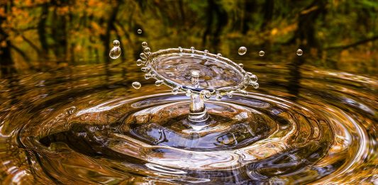 העתיד - טיהור שפכים באגני צמחית מים