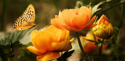 מושגי יסוד בהגנת הצומח בגן הנוי