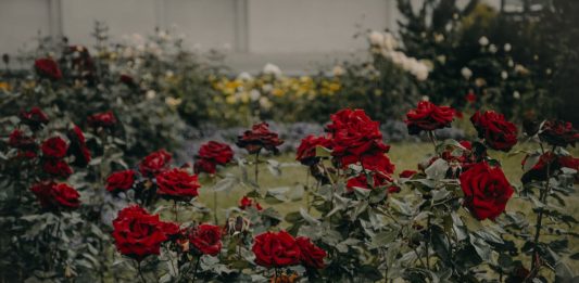 נטיעת ורדים