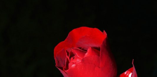 גיזום ורדים בגן הנוי