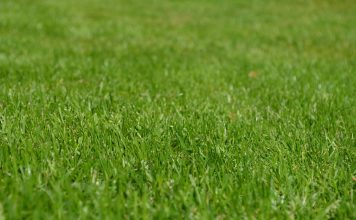 היסודות העיקריים בהזנת המדשאה