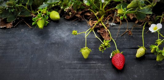 כללים לטיפוח גינה אורגנית