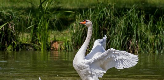 חיפויי קרקע כאמצעי לשיפור מאזן המים בקרקע