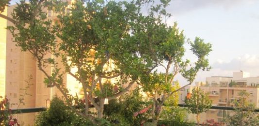 איך מתכננים גינות ומרפסות גג