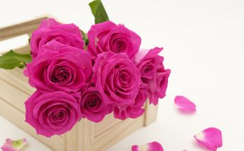 טיפול בזרי פרחים – יש דבר כזה טיפול בזרי פרחים – יש דבר כזה