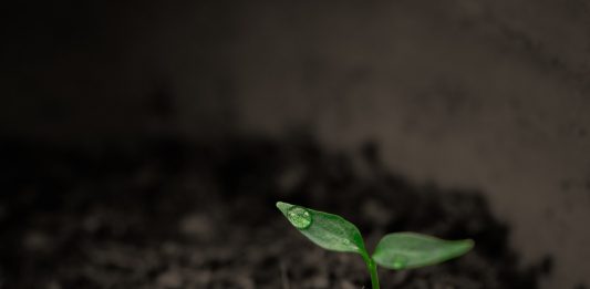 גידול הידרו ביתי - כל מה שצריך לדעת