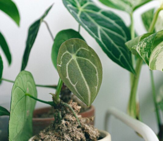 המדריך המלא לטיפוח צמחים ביתיים