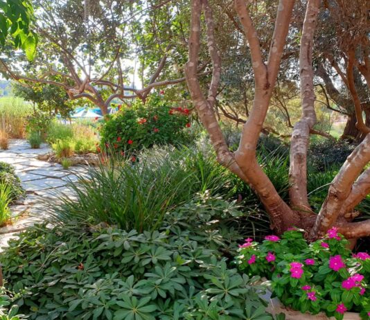 לתכנן עם הטבע, לא נגדו: גיא טוינה על חשיבות השימור של הצמחייה הקיימת